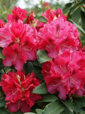 Рододендрон гибридный Wilgens Ruby (1 шт)