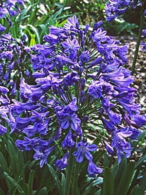 Агапантус ранний подв. восточный Headbourne Blue, голубой (10 шт) - 1