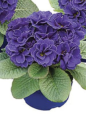 Примула обыкновенная (акаулис) Rubens Blue Shades F1 (3 шт)
