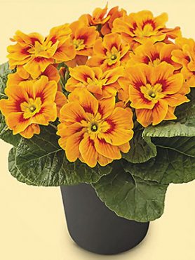 Примула El Viana Apricot F1 (3 шт)