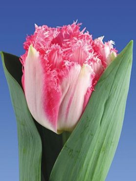 Тюльпани Махрові бахромчасті Crispion Love 11/12 (3 шт)