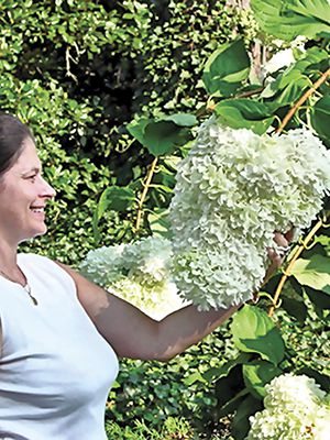 Гортензія волотиста Grandiflora