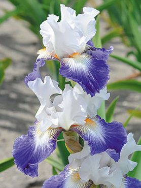 Ирисы высокие бородатые Ruban Bleu (1 шт)