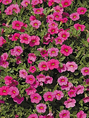 Калибрахоа гибридная Kabloom Deep Pink (3 шт) - 1