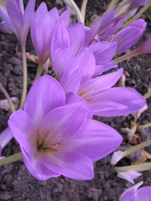 Пізньоцвіт чудовий Lilac Bedder 18+ (1 шт) - 1