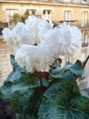 Цикламен миниатюрный Bellissima White F1 (1 шт) - 1