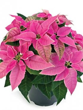 Пуансеттия прекрасная Princettia Hot Pink (1 шт)