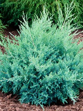 Можжевельник средний Pfitzeriana Glauca (1 шт)