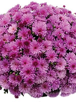 Хризантема мелкоцветковая низкорослая Branopal Purple (3 шт) - 1