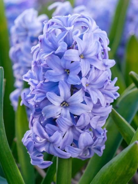 Гиацинт садовый Sky Planet 14/15 (20 шт) - 1