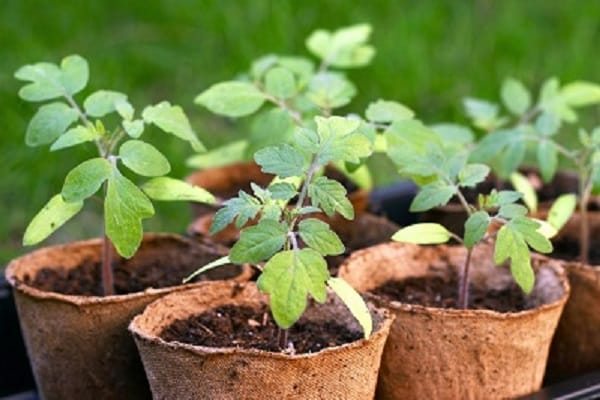 Простой и надежный способ выращивания рассады