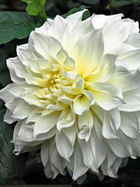 Георгина декоративная White Perfection (1 шт)