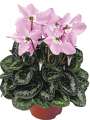 Цикламен Fleur En Vogue Pink F1 (1 шт) - 1
