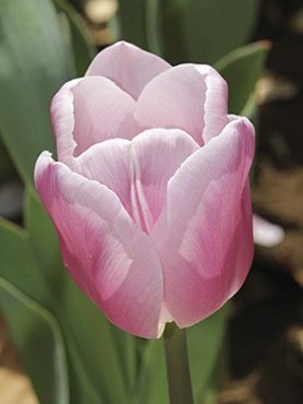 Тюльпаны Триумф Gabriella 12/+ (20 шт)