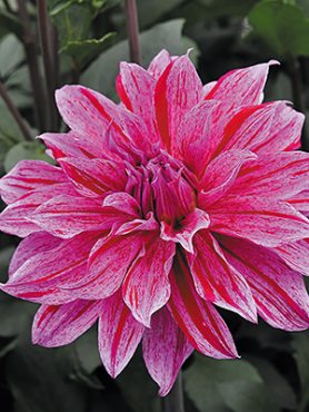 Жоржина декоративна Babylon Lilac Gevlamd (1 шт)