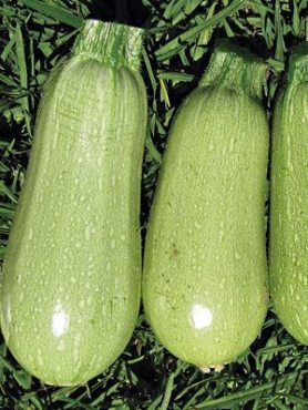 Цуккини Бианка (2 г)