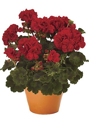 Пеларгонія смугаста Savannah Really Red - 1