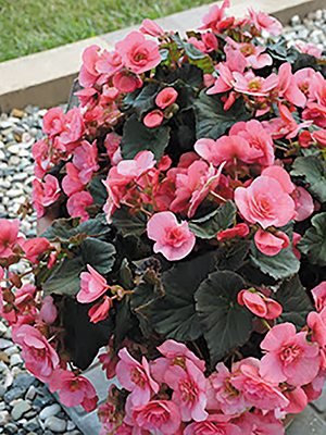 Бегонія зимоцвіта Solenia Light Pink (1 шт) - 1