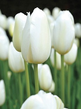 Тюльпаны Простые поздние Catherina 10/11 (100 шт)