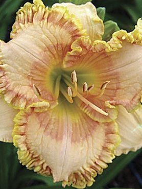Лилейник гибридный Coventry Ruffles (1 шт) 