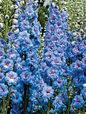 Дельфиниум высокий Новозеландские гибриды Blue Lace (5 шт)