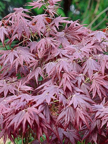 Клен пальчастий Atropurpureum (1 шт) - 1