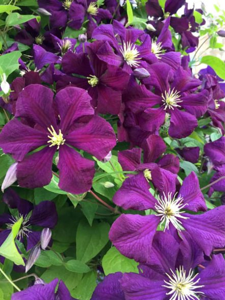 Ломиніс гібридний Etoile Violette (1 шт) - 1