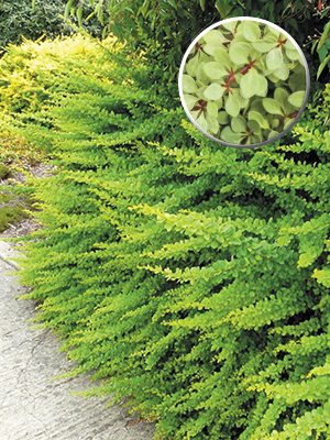 Барбарис Тунберга Green Carpet
