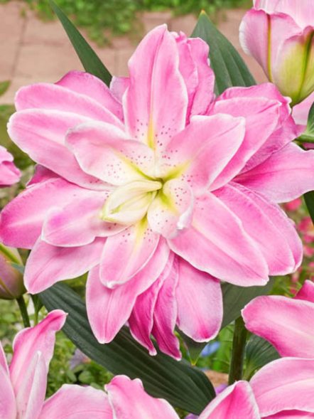 Лилия Восточные гибриды Accolade 12/14 (100 шт) - 1