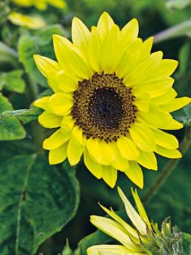 Соняшник однорічний Garden Statement (20 шт)