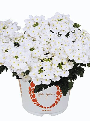 Вербена гибридная Empress Sun White (Р12) (1 шт) - 1