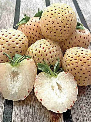 Суниця садова Bianka Fragola (6 шт) - 1