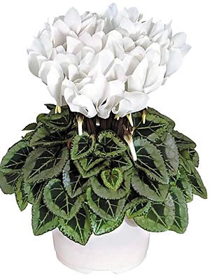 Цикламен Metis Decora Pure White Silverleaf F1                         (1 шт) - 1