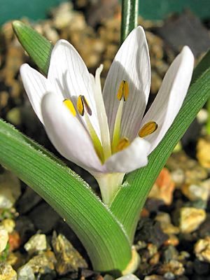 Безвременник венгерский Velebit Star 8/+ (1 шт) - 1