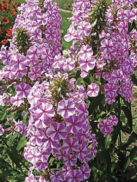 Флокс пятнистый Natascha (1 шт)