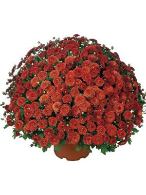 Хризантема дрібноквіткова низькоросла Fushini Red (3 шт) - 1