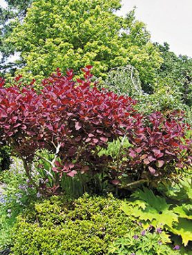 Скумпія шкіряна Foliis Purpureis (1 шт)