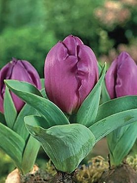 Тюльпаны Триумф Baby Blue 11/12 (100 шт)