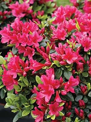 Рододендрон японский Geisha Red (1 шт) - 1
