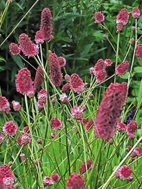 Кровохлебка лекарственная Pink Tanna (1 шт)