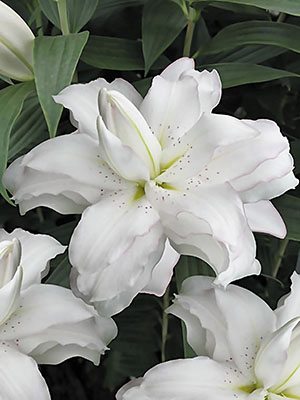 Восточные гибриды (ориентали) Lotus Beauty 12/14 (1 шт) - 1