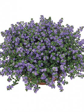 Бакопа Double Indigo Blue (3 шт)
