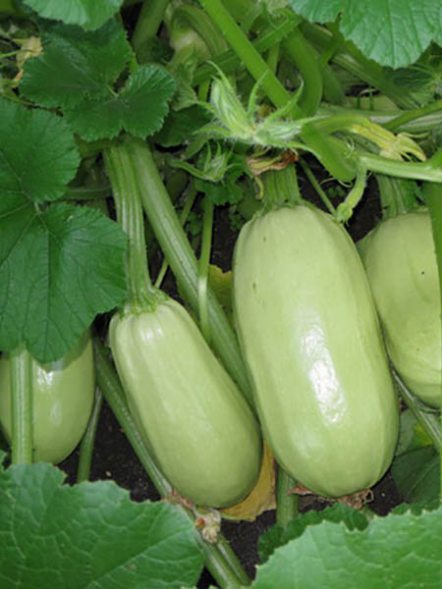 Кабачок Ливанский ранний (10 г) - 1