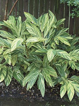 Альпінія звисаюча Variegated
