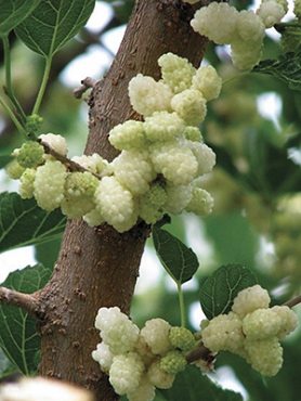 Шовковиця біла (1 шт)