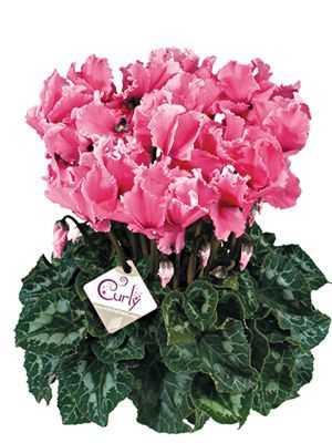 Цикламен великоквіткова Halios Curly Fuchsia F1 (1 шт)