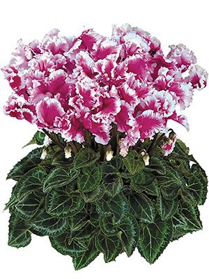 Цикламен Halios Friola Violet F1 (1 шт) - 1