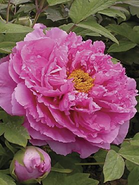 Пион древовидный Pink Water-lily (1 шт)