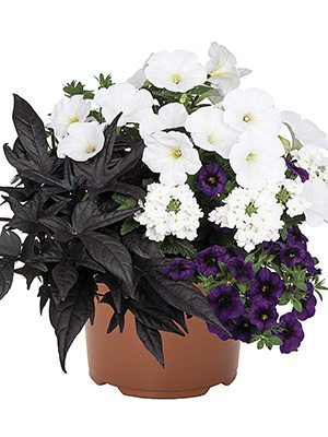 Набор Confetti Garden EU Flags blue black white Tallin (1 шт) - 1