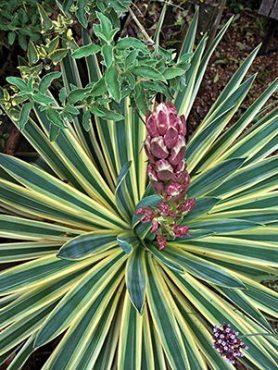Юкка славная Variegata (1 шт)